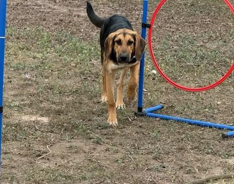 Enlarge Iris, an adopted Bloodhound in Dallas, TX image 2/2