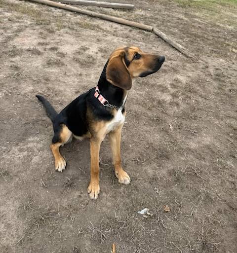 Enlarge Iris, an adopted Bloodhound in Dallas, TX image 1/2