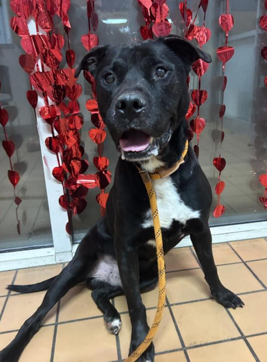 Stan, ADOPTABLE, Senior Male Labrador Retriever & Pit Bull Terrier.