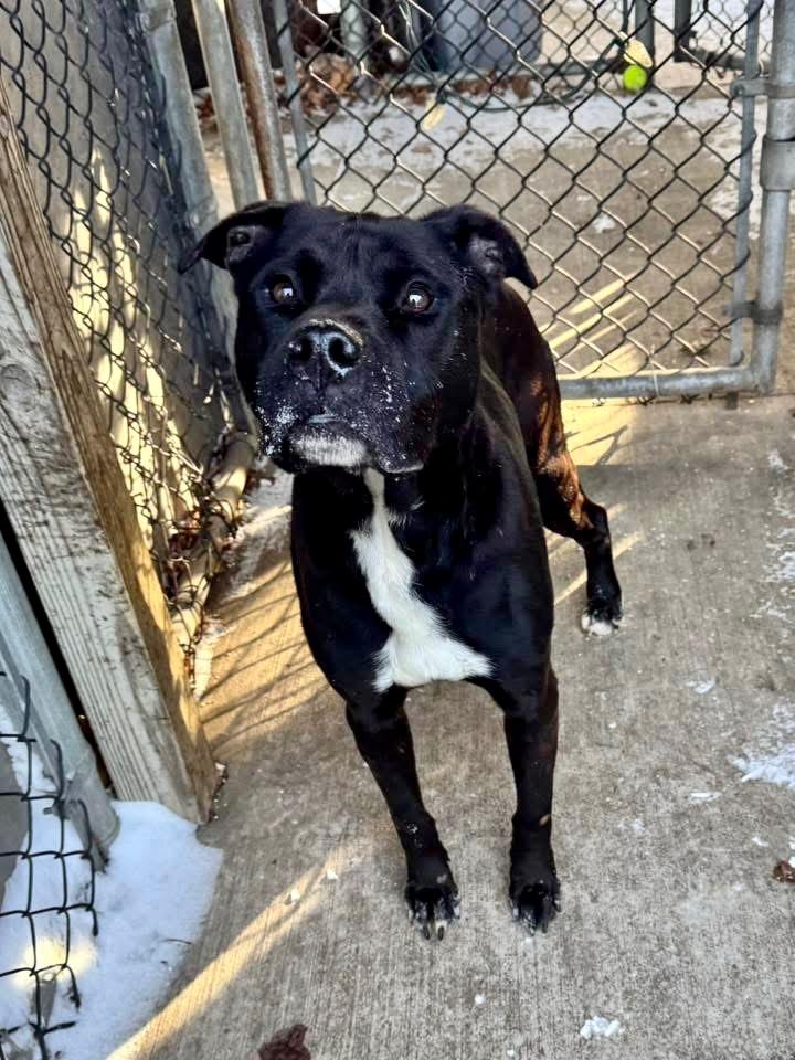 Enlarge Stan, a ADOPTABLE mixed breed in Chicago, IL image 2/5