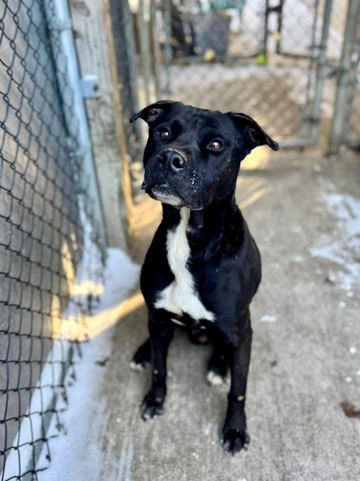 Enlarge Stan, a ADOPTABLE mixed breed in Chicago, IL image 4/5