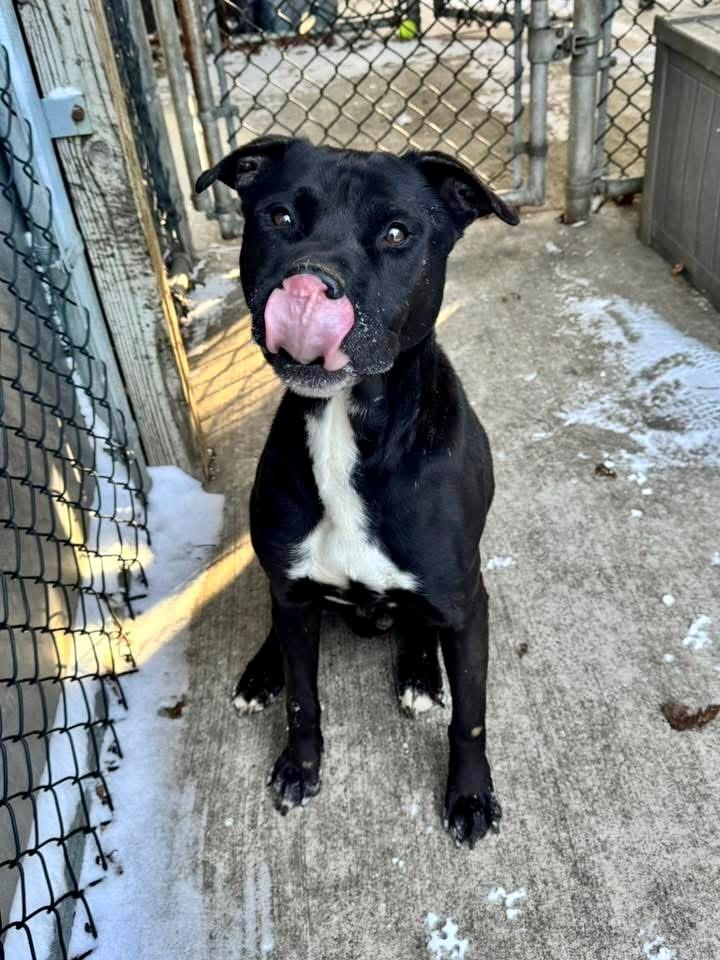 Enlarge Stan, a ADOPTABLE mixed breed in Chicago, IL image 3/5