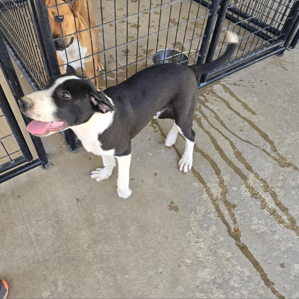 Enlarge Pierson, a Adoptable mixed breed in Holton, KS image 2/6