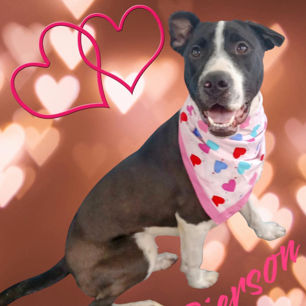 Enlarge Pierson, a Adoptable mixed breed in Holton, KS image 3/6