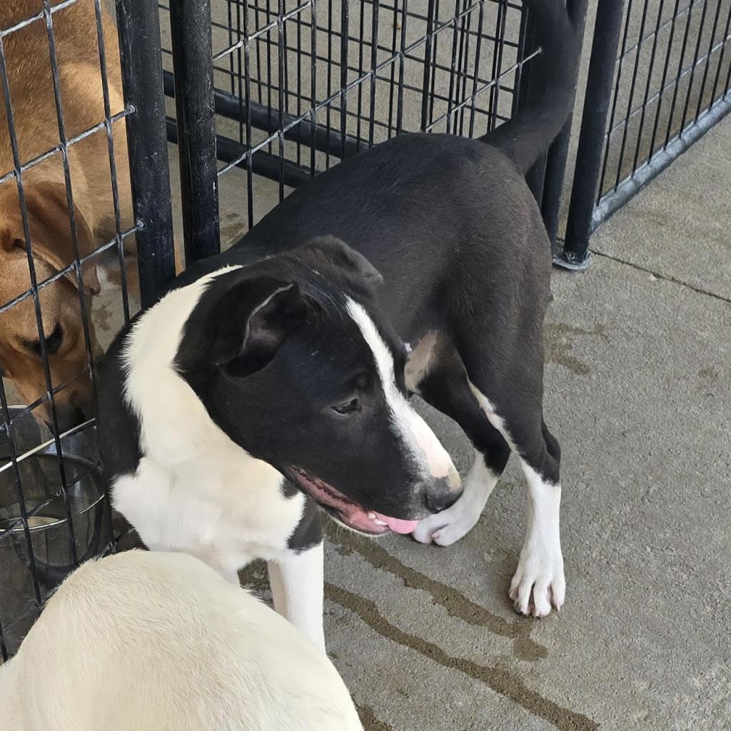 Enlarge Pierson, a Adoptable mixed breed in Holton, KS image 4/6