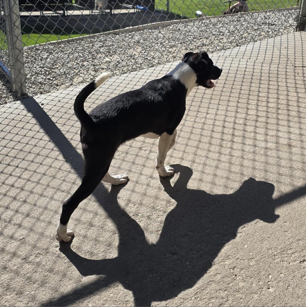 Enlarge Pierson, a Adoptable mixed breed in Holton, KS image 5/6