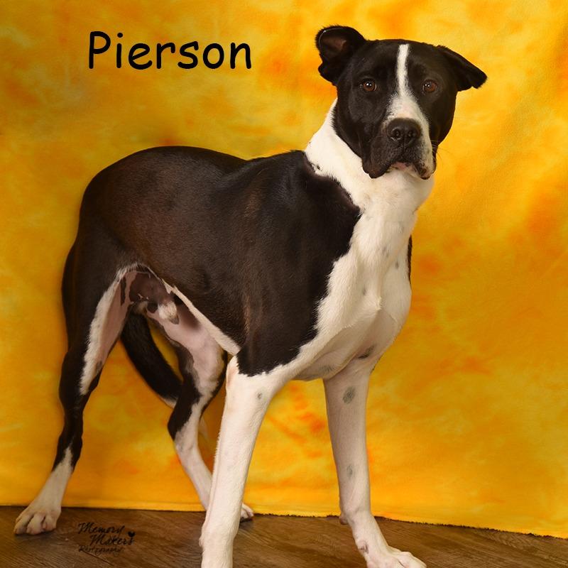 Enlarge Pierson, a Adoptable mixed breed in Holton, KS image 2/6