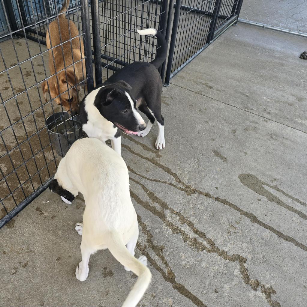 Enlarge Pierson, a Adoptable mixed breed in Holton, KS image 6/6