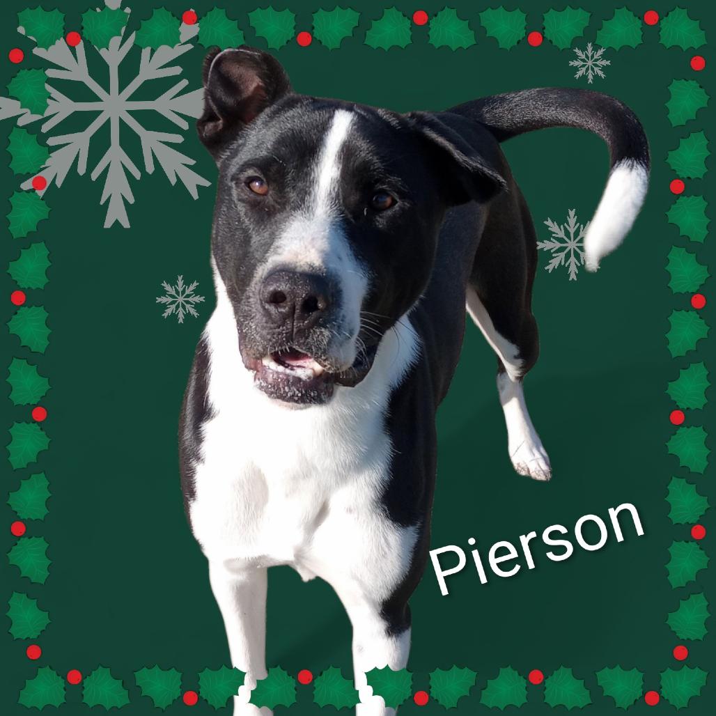 Pierson, Adoptable, Adult Male Anatolian Shepherd & Great Pyrenees.