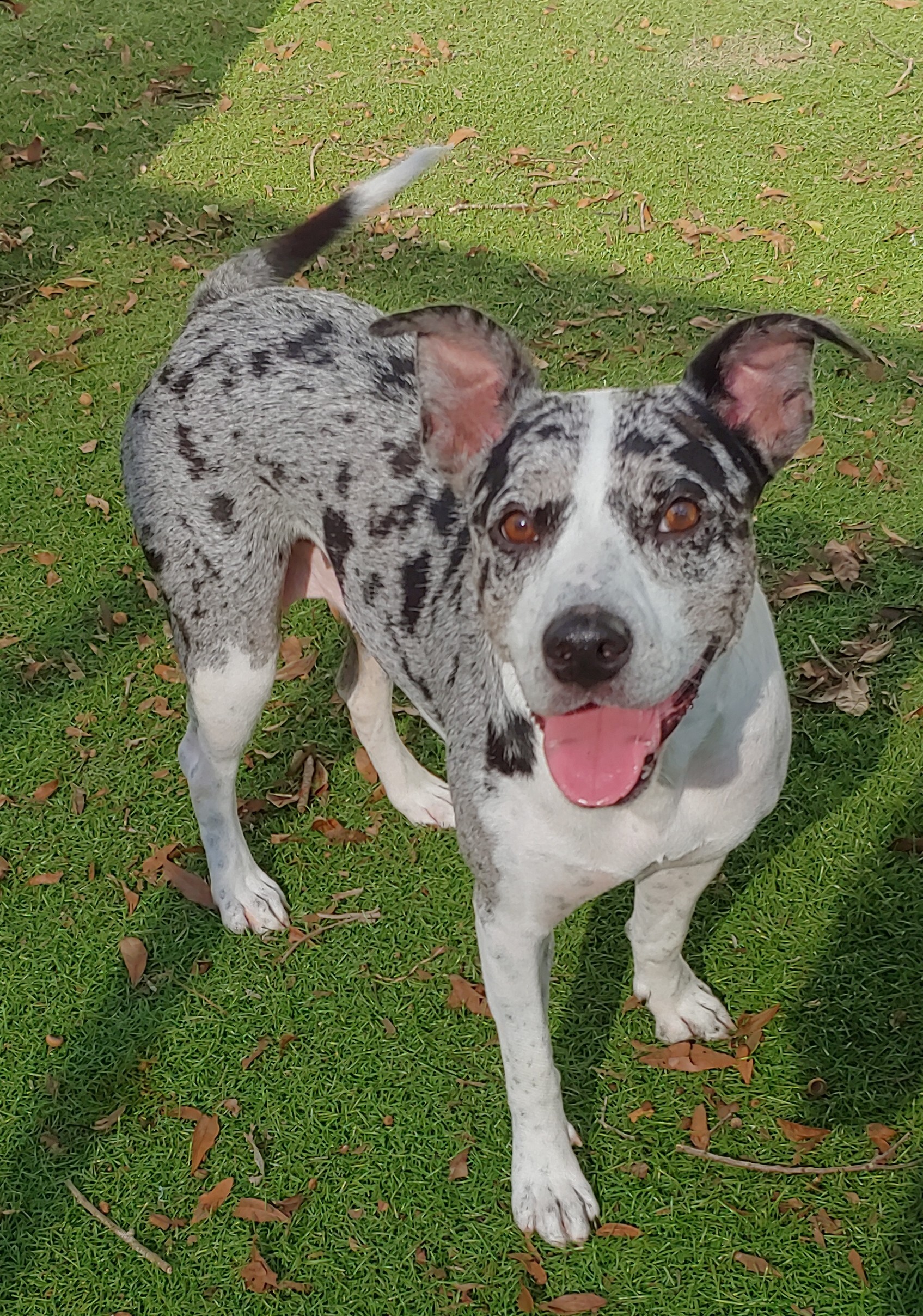 Pepper, Adoptable, Young Female Catahoula Leopard Dog.