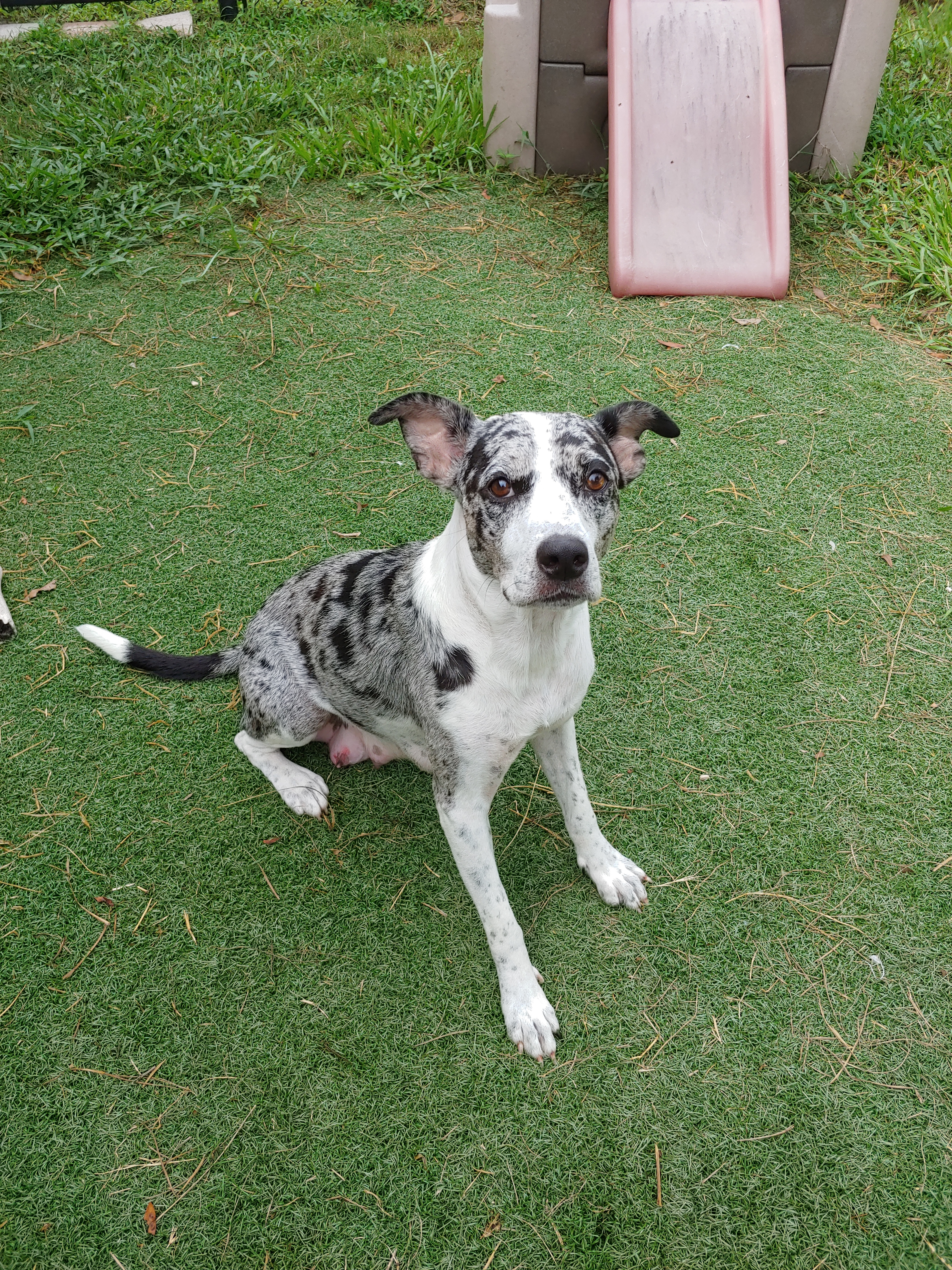 Pepper, a Adoptable mixed breed in Sarasota, FL image 2/4