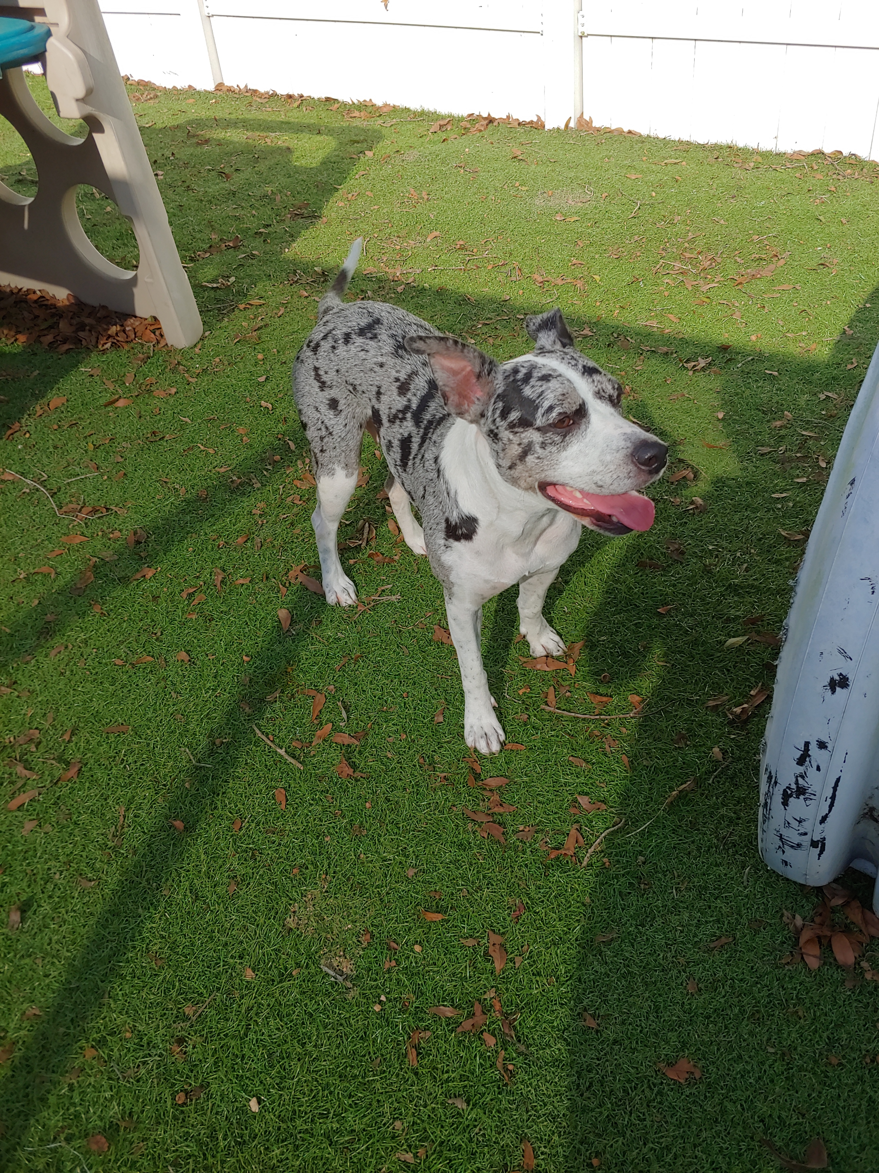Pepper, a Adoptable mixed breed in Sarasota, FL image 3/4