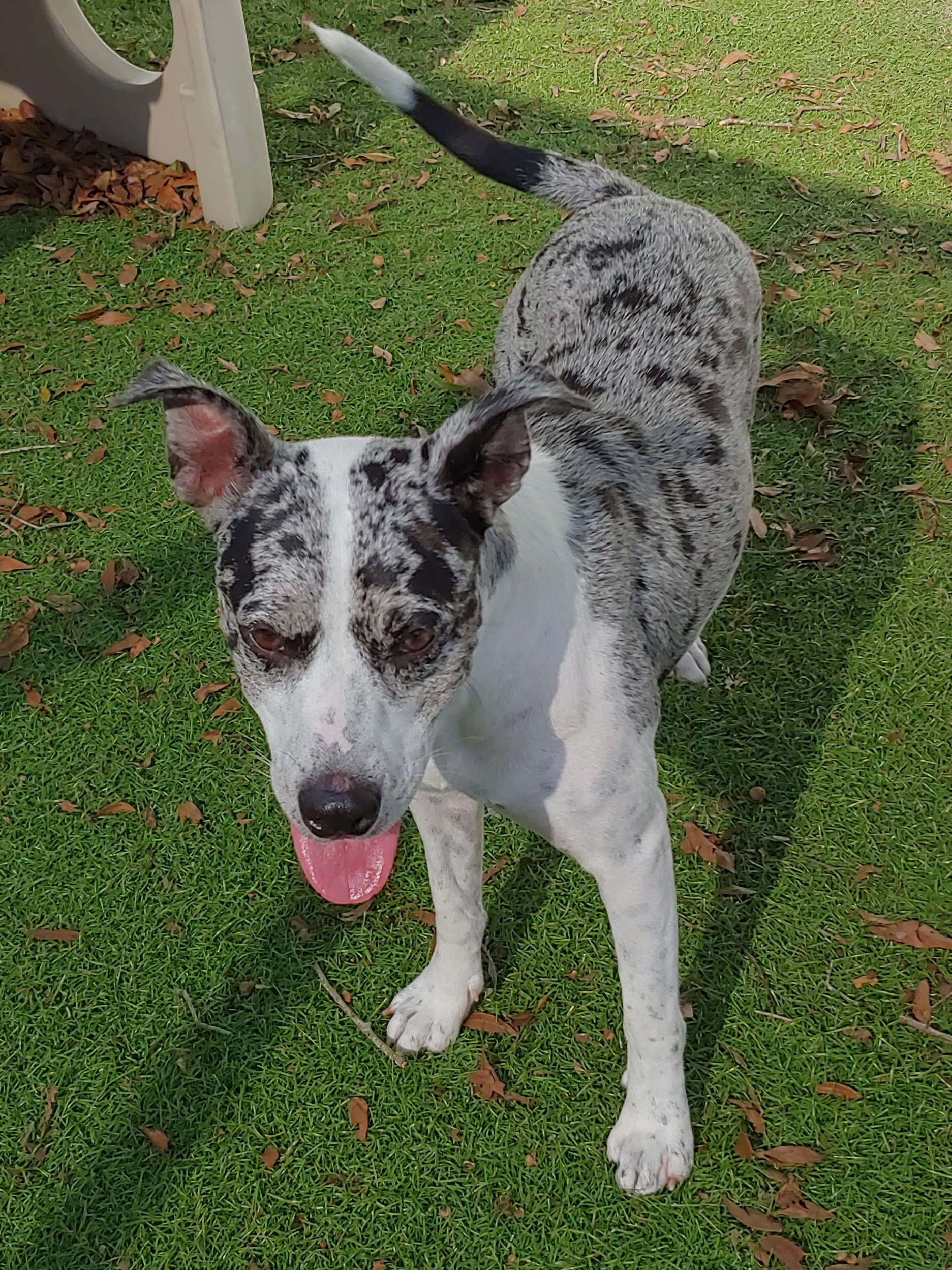 Pepper, a Adoptable mixed breed in Sarasota, FL image 4/4