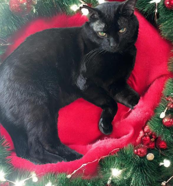 Enlarge Joey, a Adoptable Domestic Short Hair in Owatonna, MN image 1/2