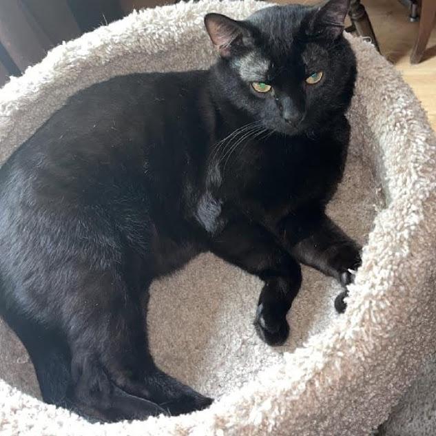 Enlarge Joey, a Adoptable Domestic Short Hair in Owatonna, MN image 2/2