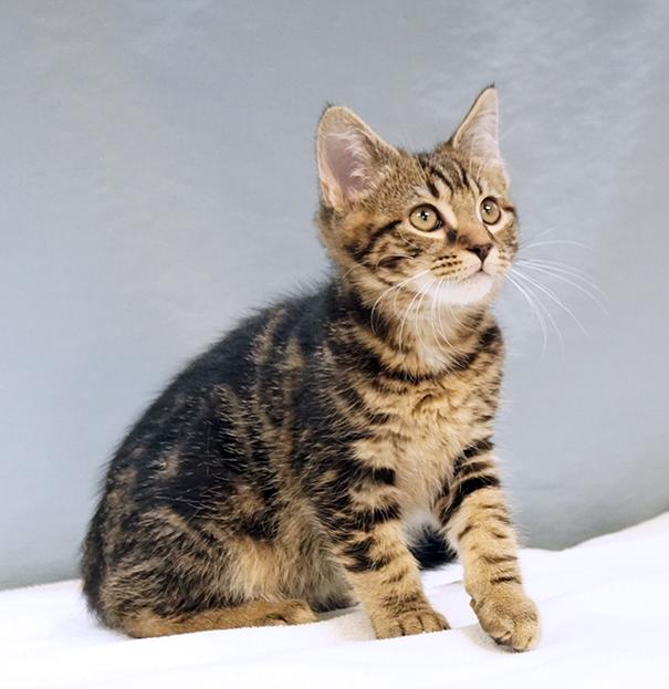 Enlarge William, a ADOPTABLE mixed breed in Maynardville, TN image 1/1