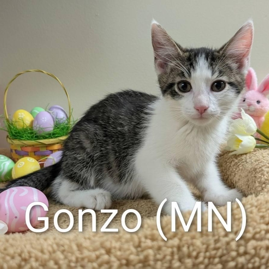 Enlarge Gonzo, an adoption pending Domestic Short Hair in Peru, IL image 1/1