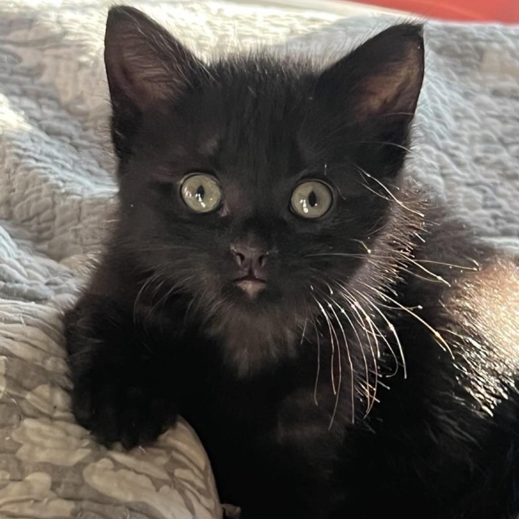 Enlarge Edgar Ellen Poe, an adopted Domestic Short Hair in KANSAS CITY, KS image 1/1