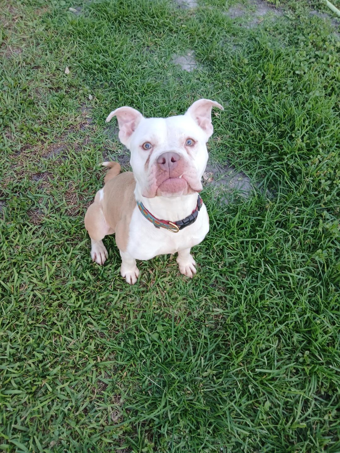 Enlarge Dixie, a Adoptable mixed breed in Fort Lauderdale, FL image 1/3