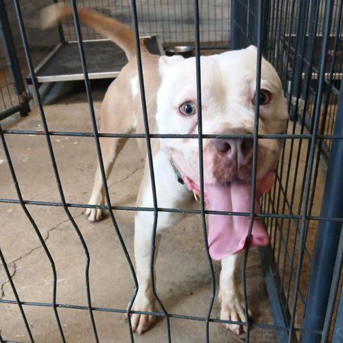 Dixie, Adoptable, Puppy Female Terrier & Mixed Breed.