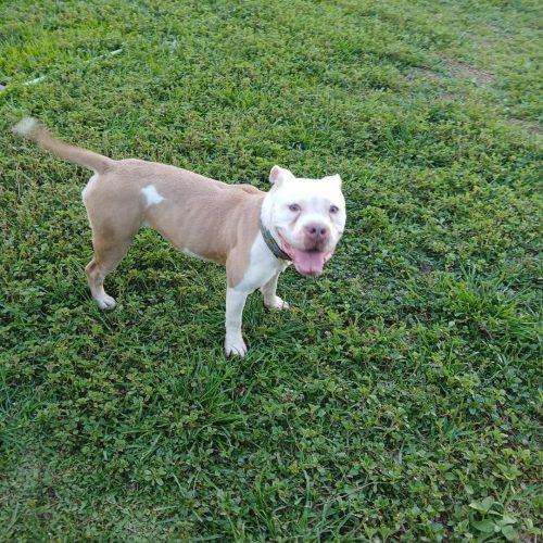 Dixie, a Adoptable mixed breed in Fort Lauderdale, FL image 2/3