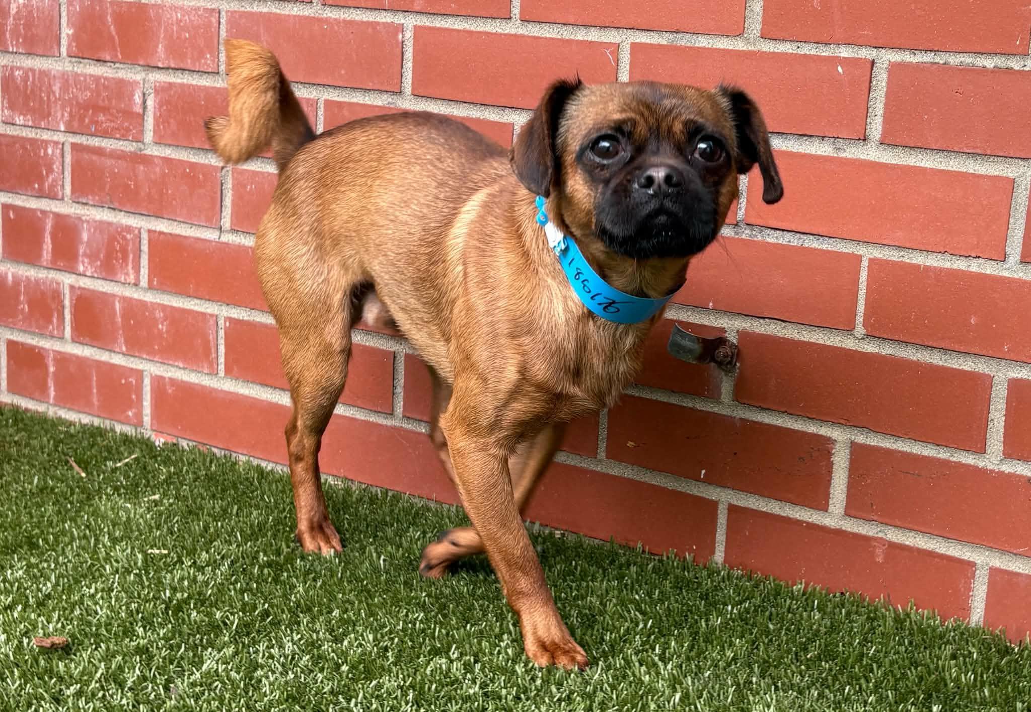 Enlarge Lester, a ADOPTABLE mixed breed in China Township, MI image 3/6