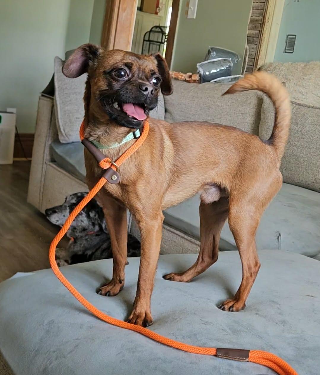 Enlarge Lester, a ADOPTABLE mixed breed in China Township, MI image 4/6