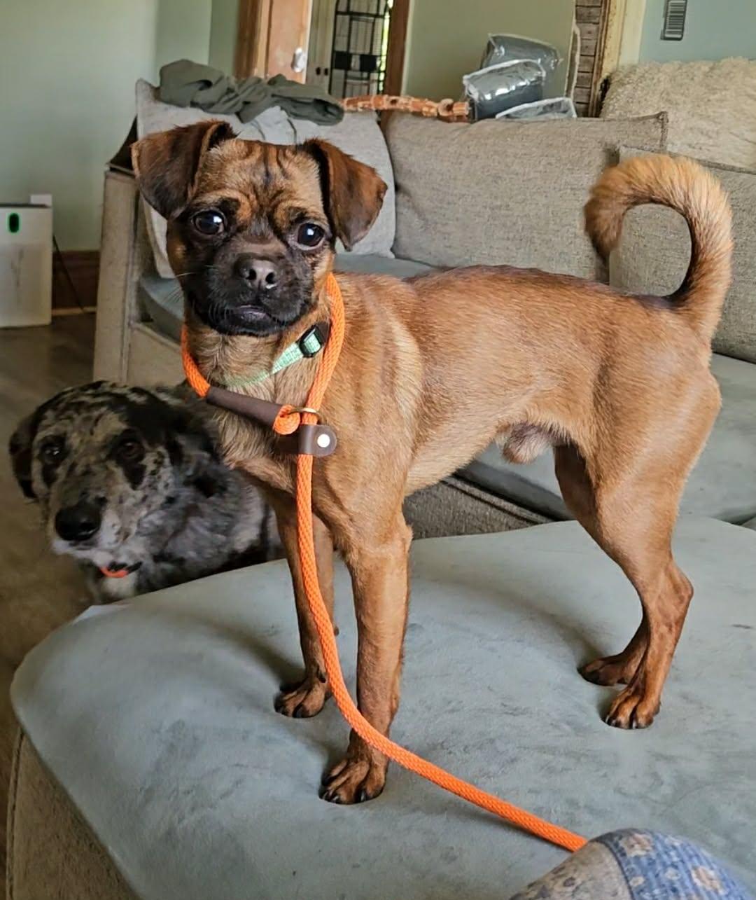 Enlarge Lester, a ADOPTABLE mixed breed in China Township, MI image 2/6