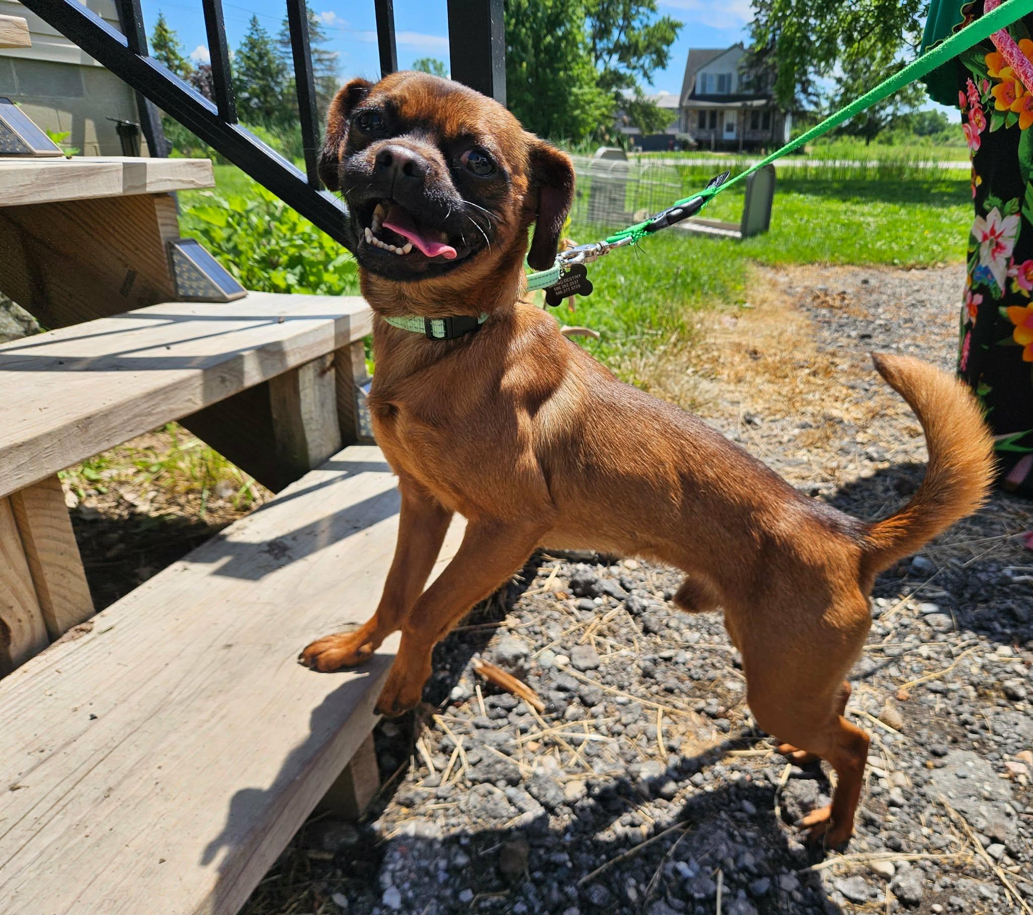 Enlarge Lester, a ADOPTABLE mixed breed in China Township, MI image 5/6