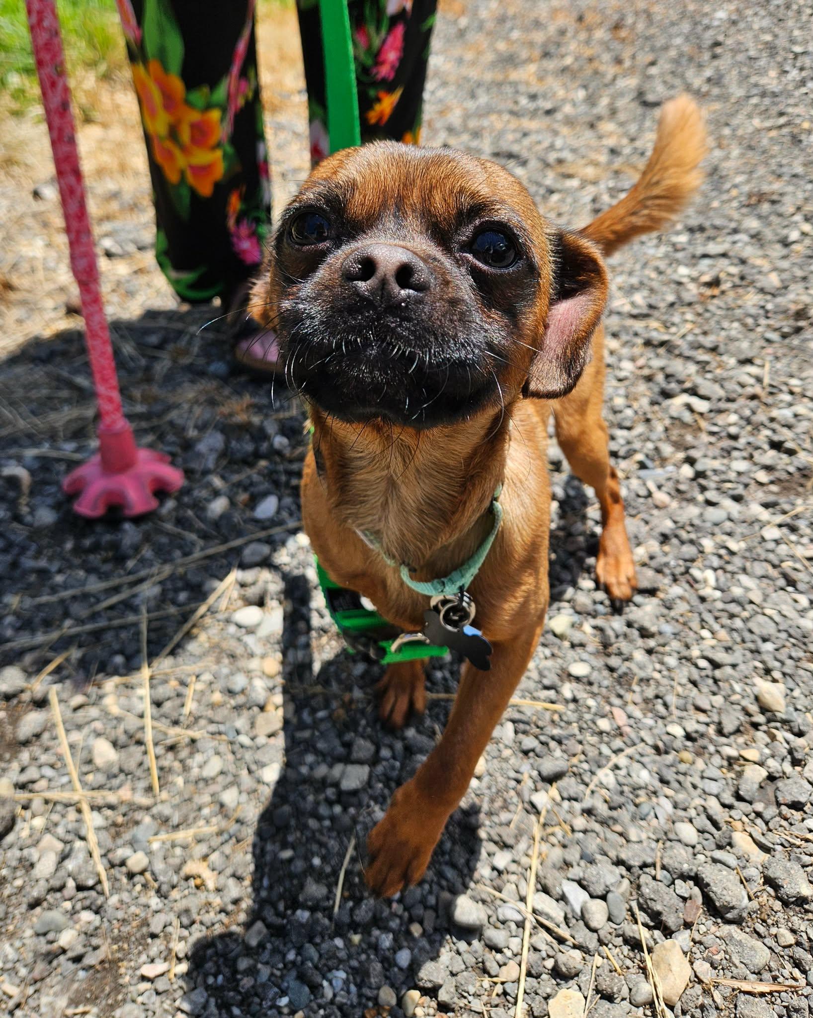 Enlarge Lester, a ADOPTABLE mixed breed in China Township, MI image 6/6