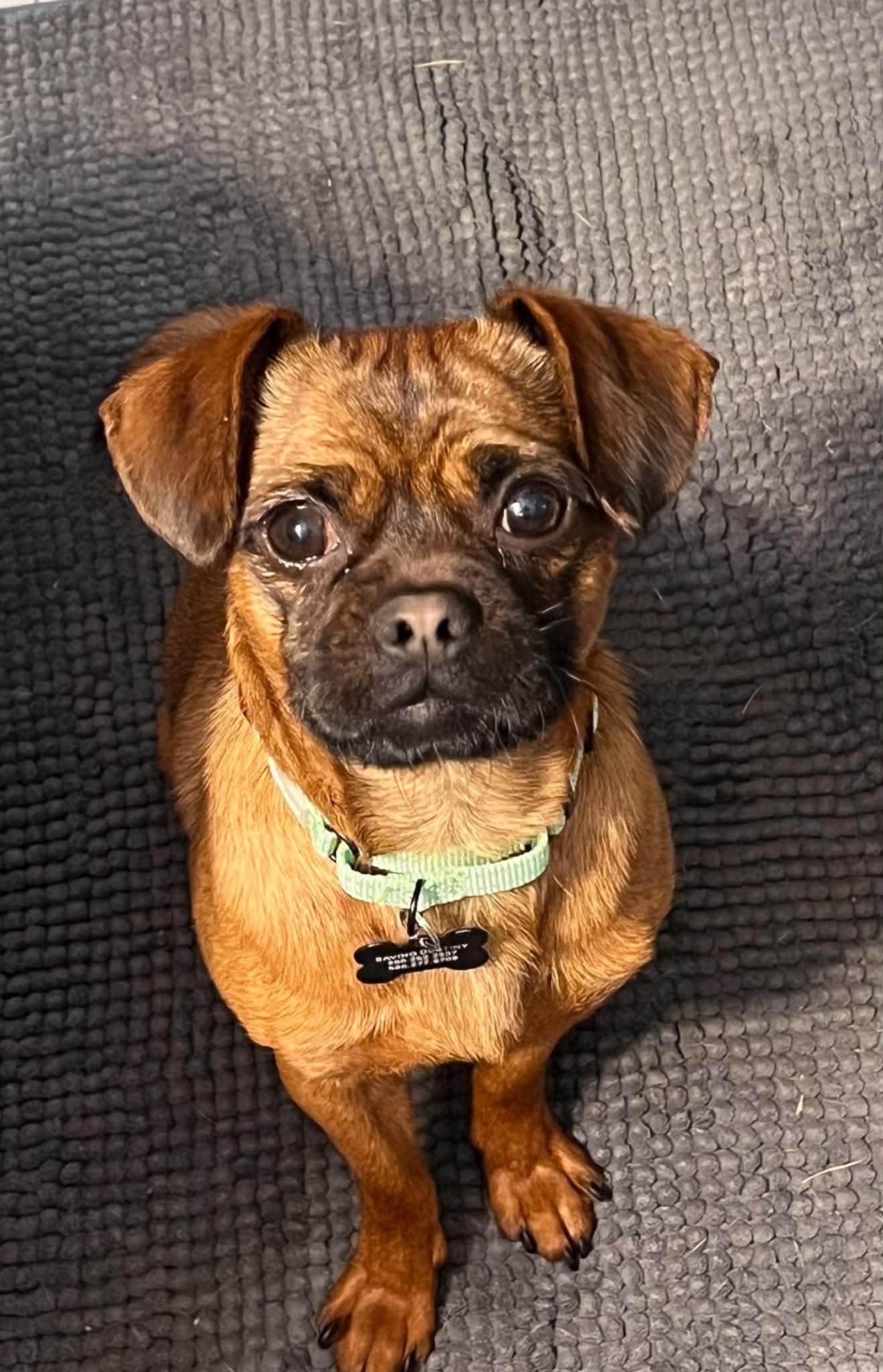 Lester, ADOPTABLE, Young Male Pug.