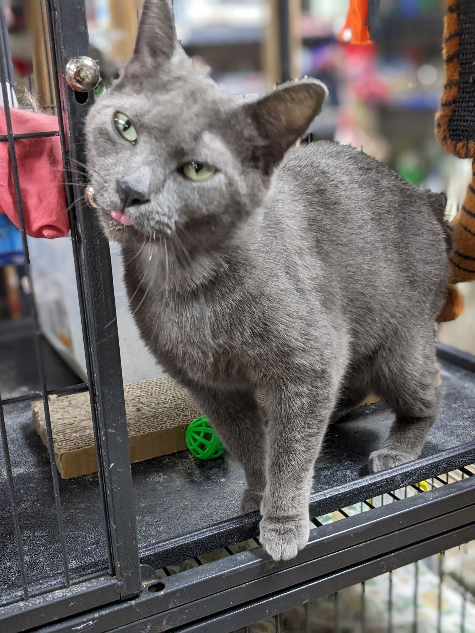 Davina, Adoptable, Adult Female American Bobtail.