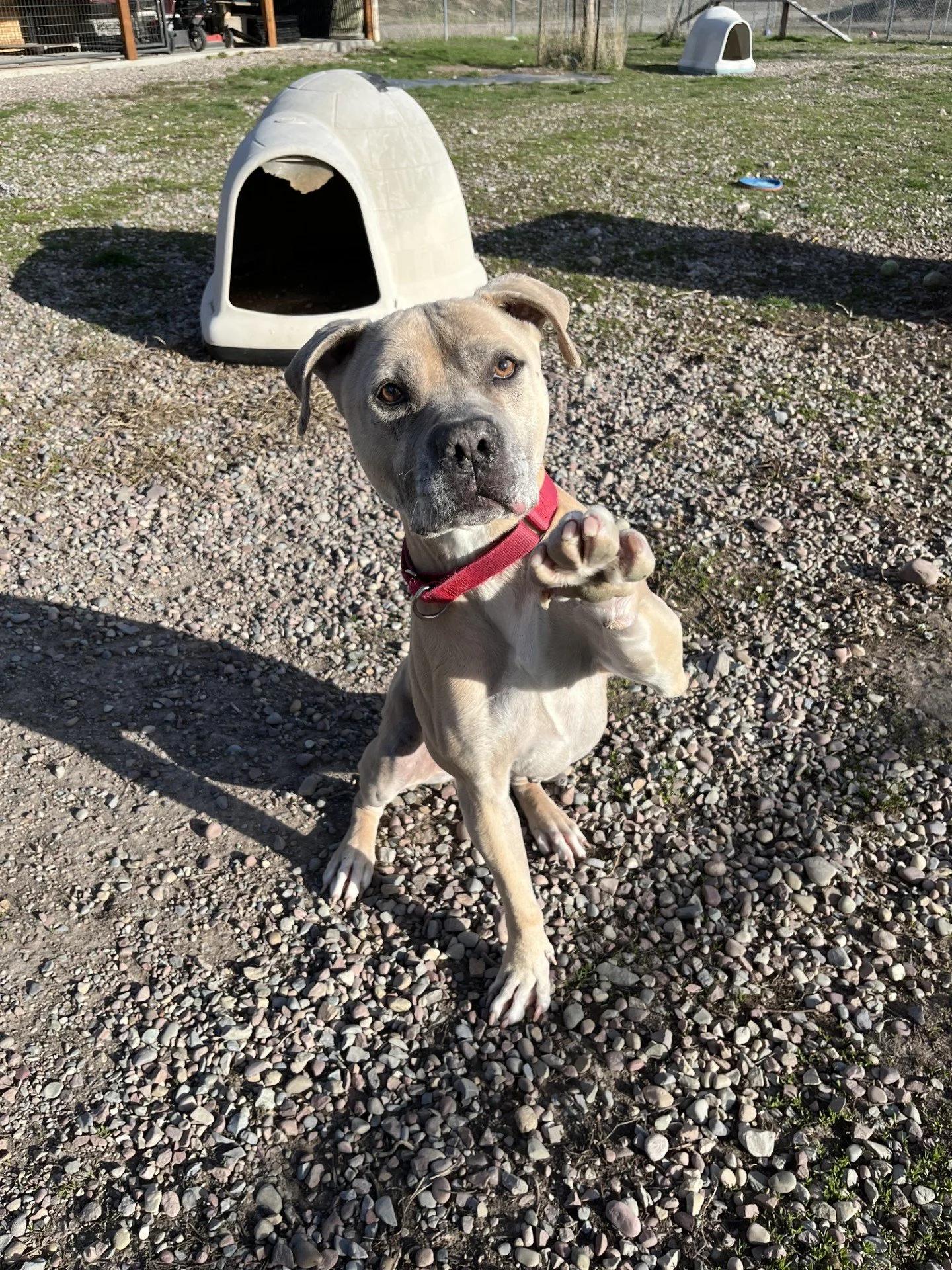 Bella, ADOPTABLE, Adult Female Pit Bull Terrier.
