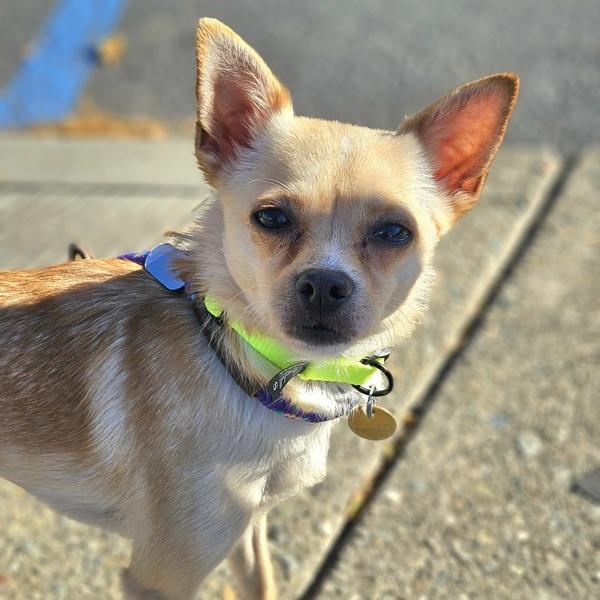 Princess, Adoptable, Young Female Chihuahua.
