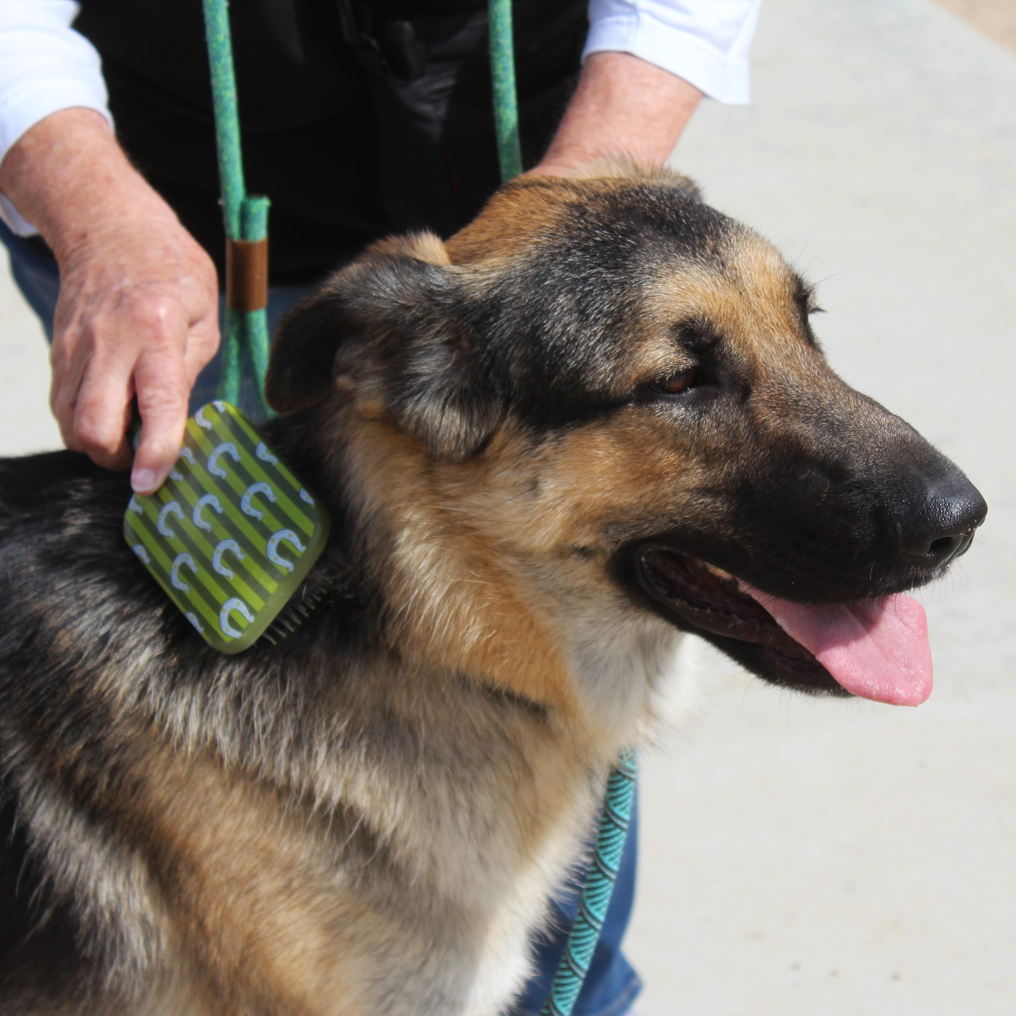 Harley, Adoptable, Adult Female German Shepherd Dog.