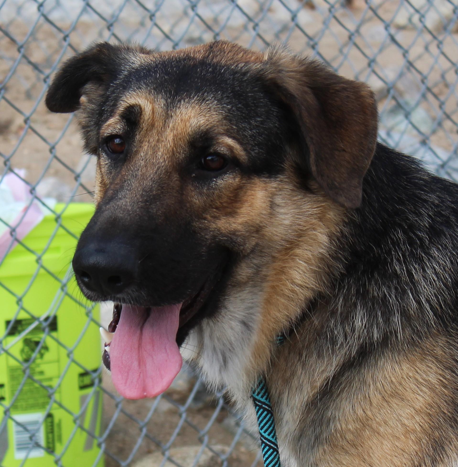 Enlarge Harley, a Adoptable German Shepherd Dog in Yucca Valley, CA image 5/6