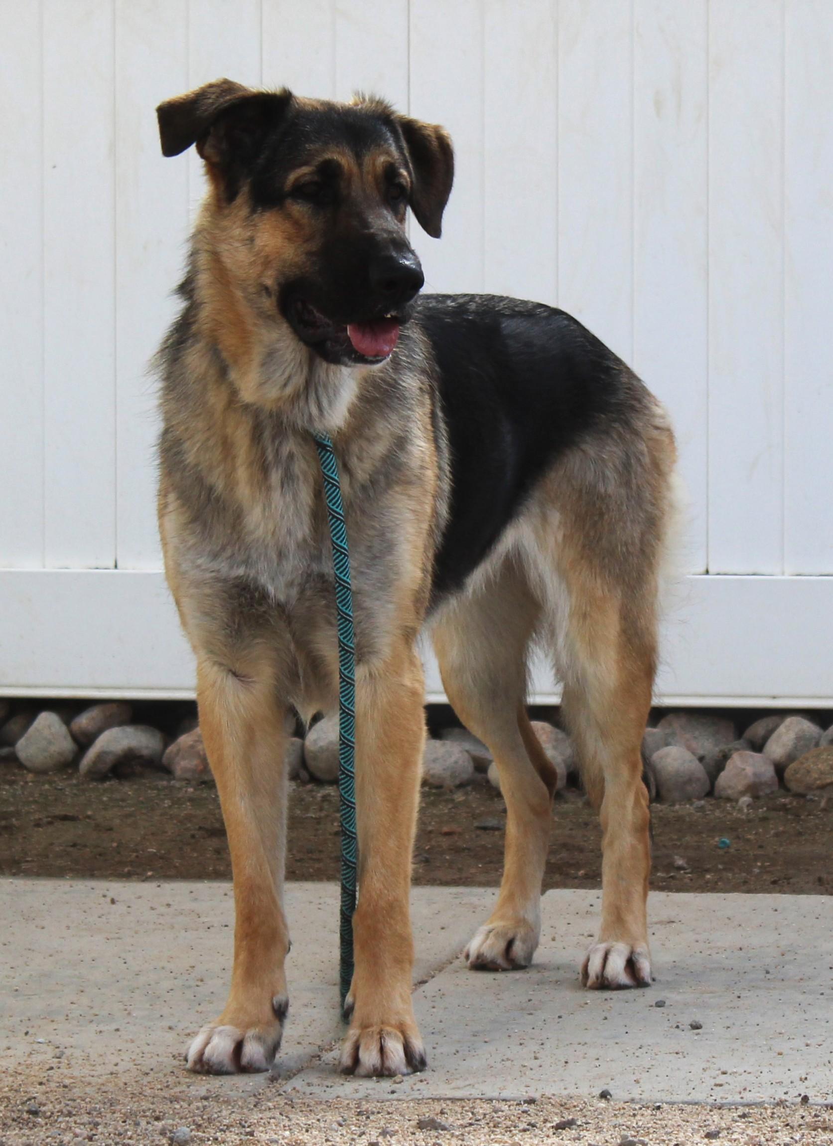 Enlarge Harley, a Adoptable German Shepherd Dog in Yucca Valley, CA image 4/6