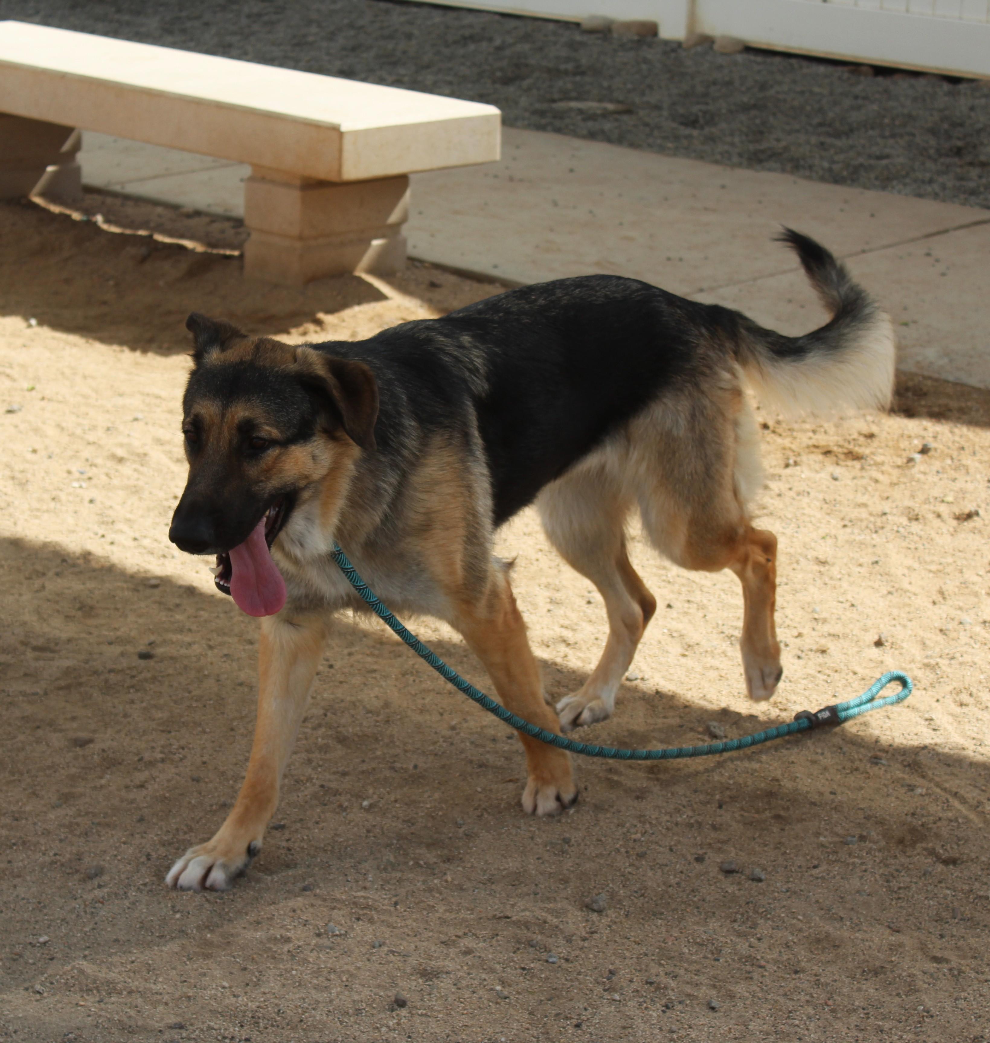 Enlarge Harley, a Adoptable German Shepherd Dog in Yucca Valley, CA image 6/6