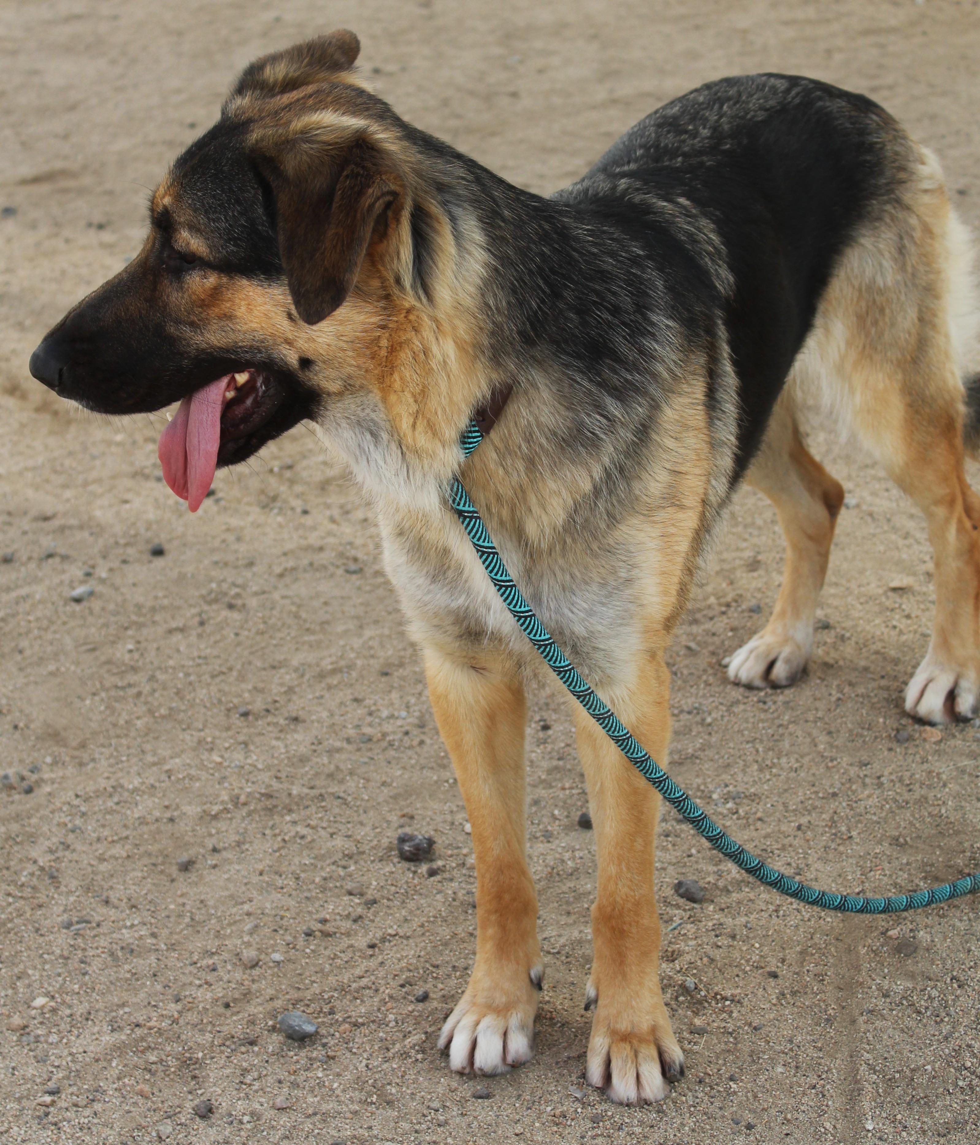 Enlarge Harley, a Adoptable German Shepherd Dog in Yucca Valley, CA image 3/6