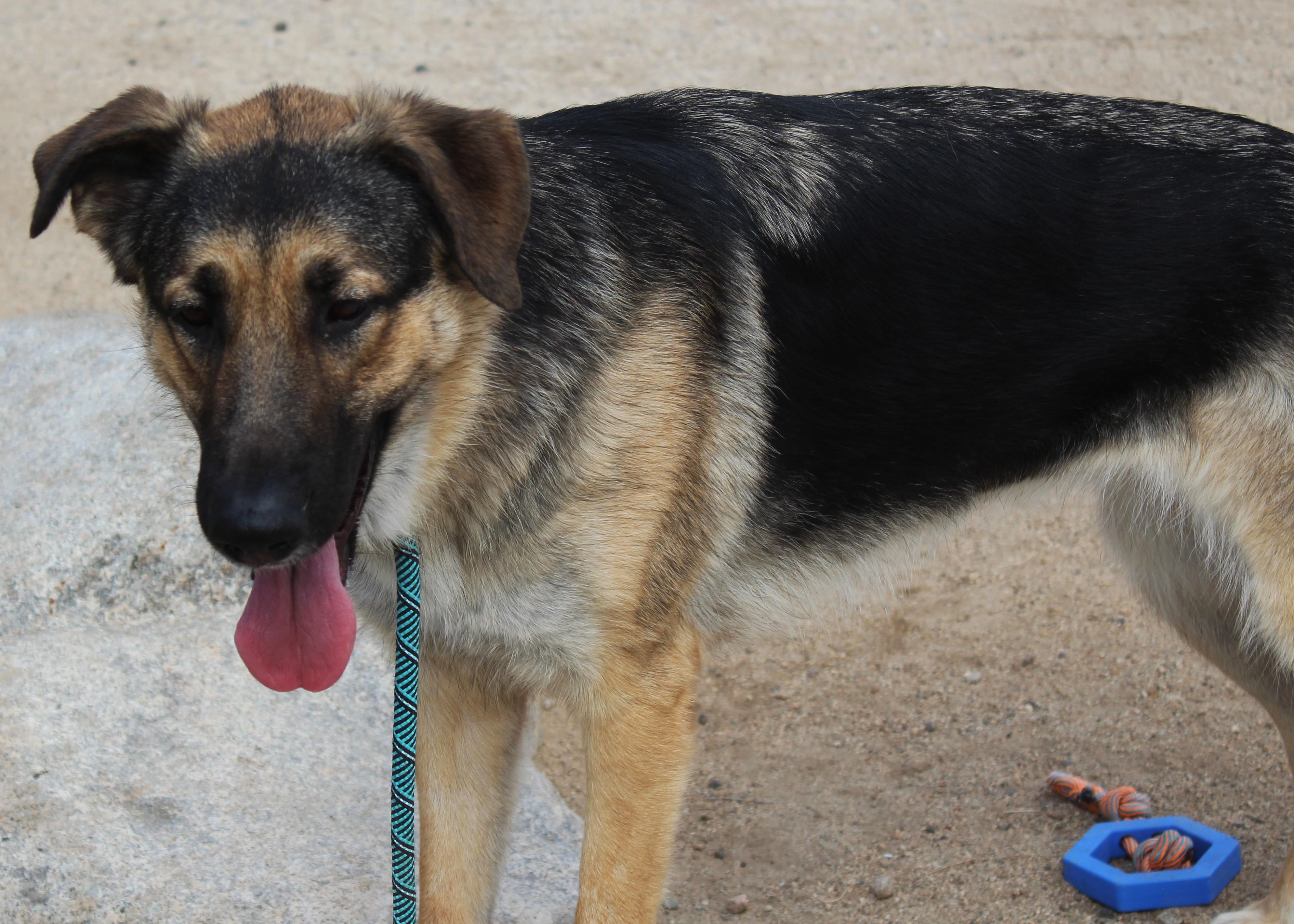 Enlarge Harley, a Adoptable German Shepherd Dog in Yucca Valley, CA image 2/6