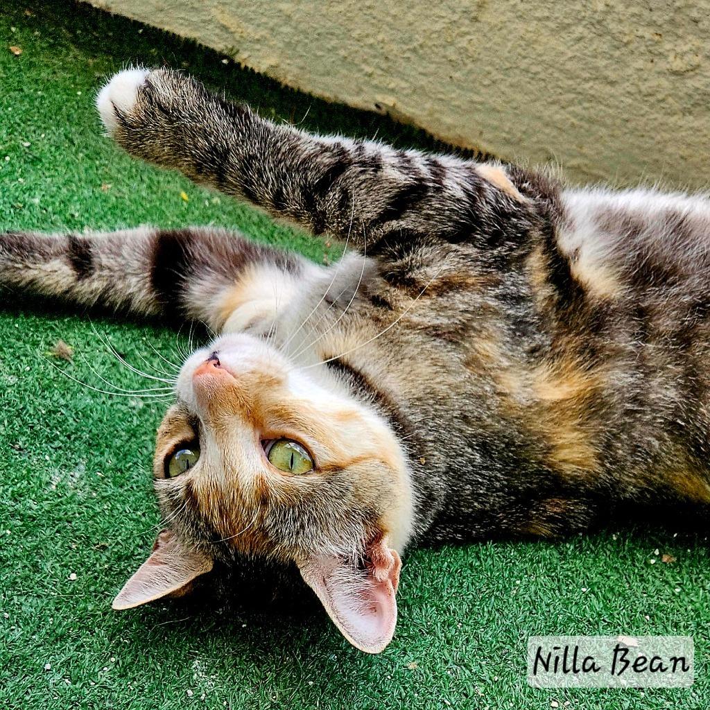 Nilla Bean