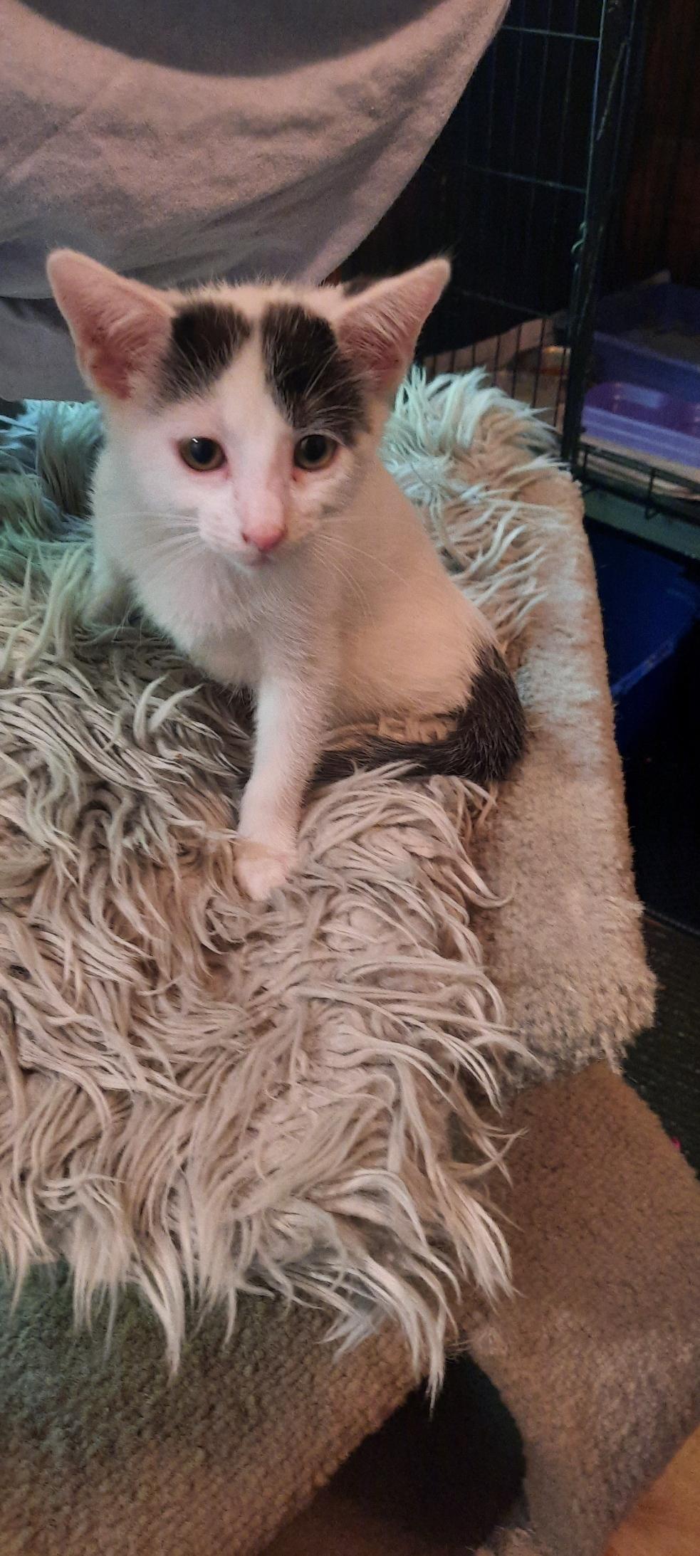 Enlarge Nebula Purple, a hold Domestic Short Hair in Eaton Rapids, MI image 1/6