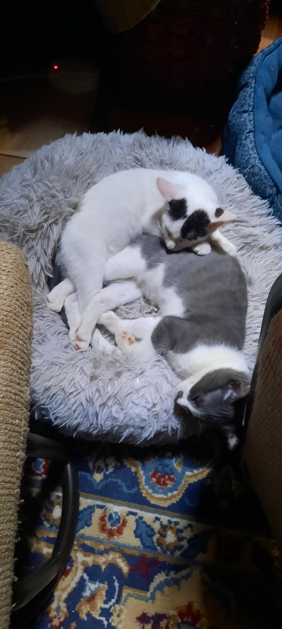 Enlarge Nebula Purple, a hold Domestic Short Hair in Eaton Rapids, MI image 3/6