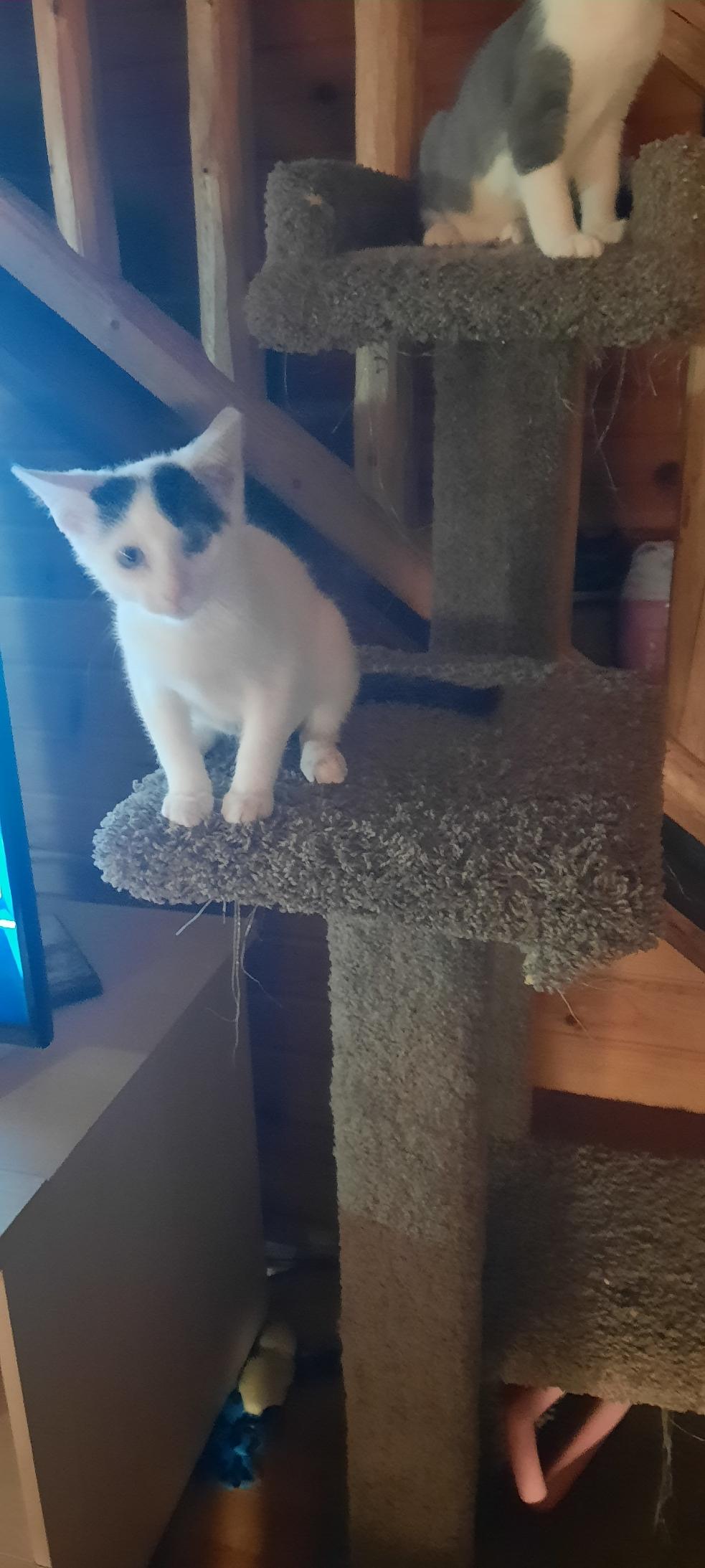 Enlarge Nebula Purple, a hold Domestic Short Hair in Eaton Rapids, MI image 4/6