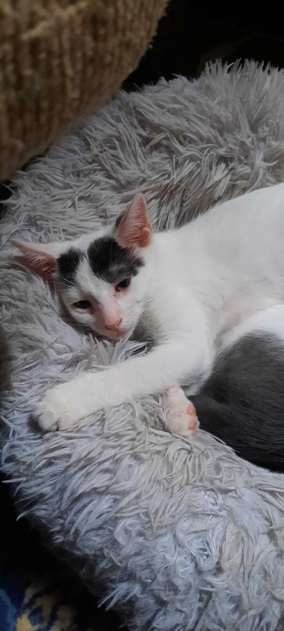 Enlarge Nebula Purple, a hold Domestic Short Hair in Eaton Rapids, MI image 5/6