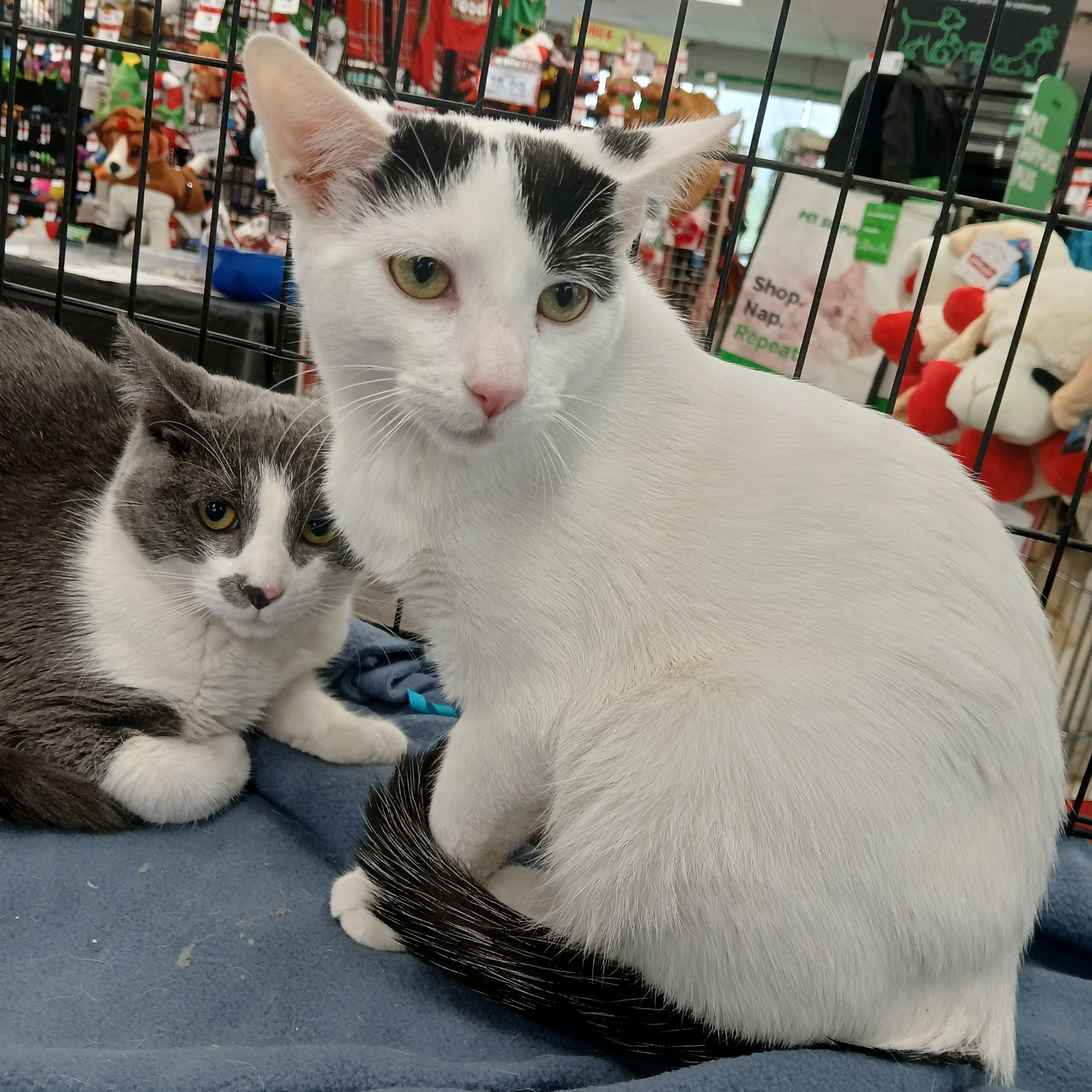 Enlarge Nebula Purple, a hold Domestic Short Hair in Eaton Rapids, MI image 2/6