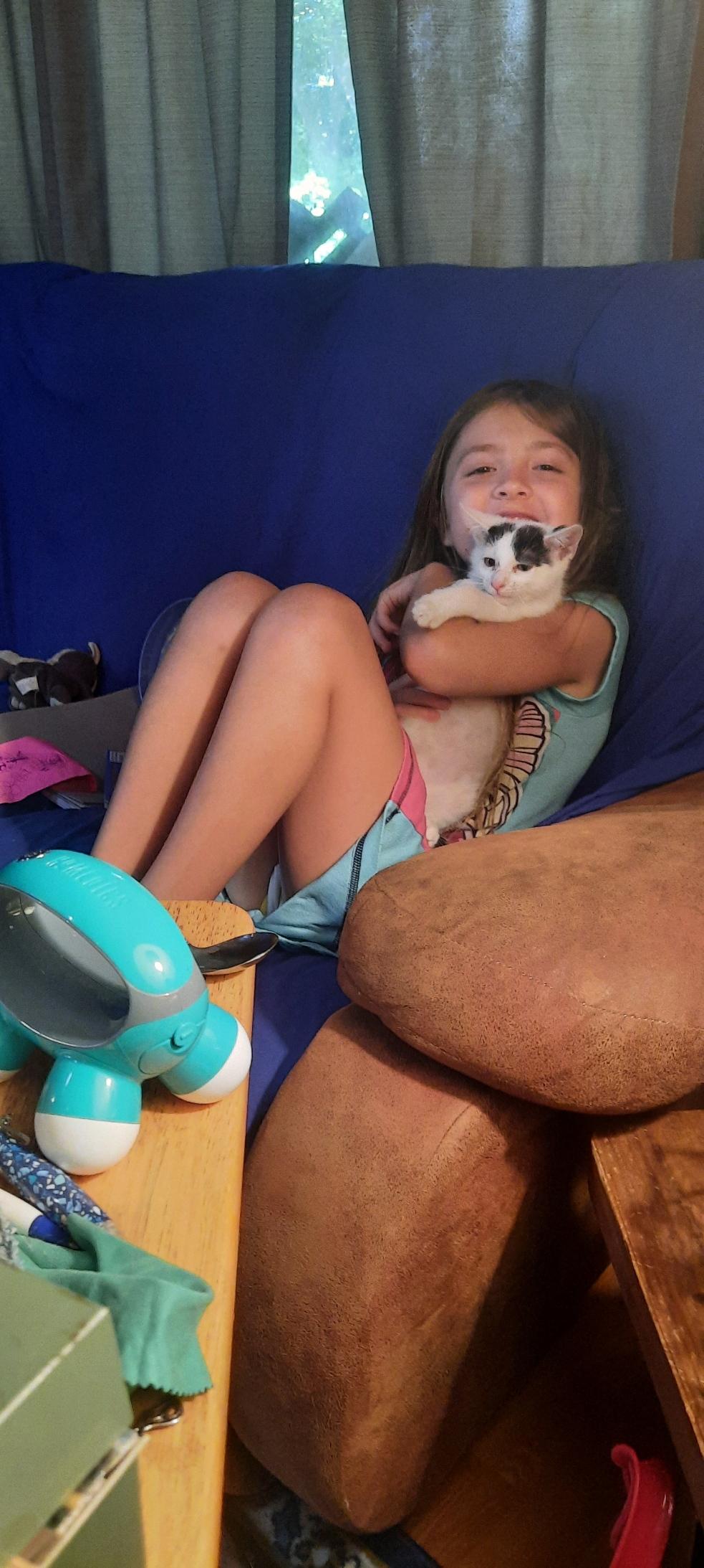 Enlarge Nebula Purple, a hold Domestic Short Hair in Eaton Rapids, MI image 6/6