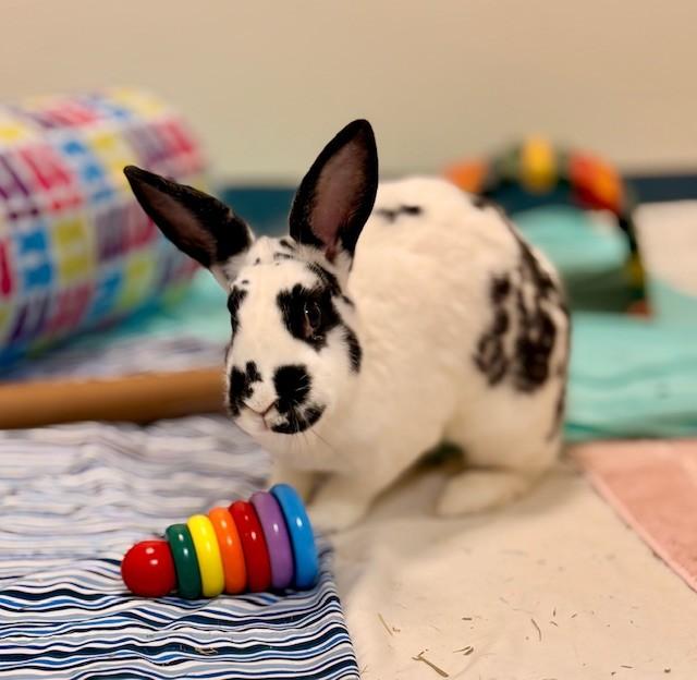 WINSTON, Adoptable, Adult Male English Spot.