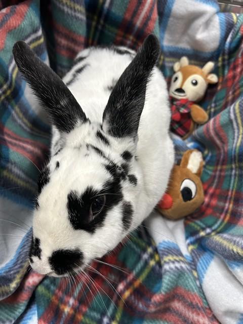 Enlarge WINSTON, a Adoptable English Spot in Brewster, MA image 1/1