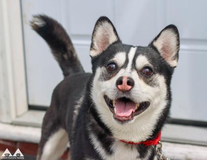 Enlarge Clive, a Adoptable mixed breed in Lowell, MA image 1/3